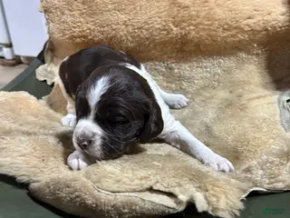 English Springer Spaniel dogs English Springer Spaniel Puppy 4 - Ad 22