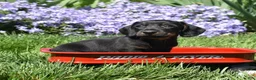 Miniature Dachshund dogs for sale: Checkers - Ad 5