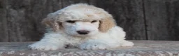 Standard Poodle dogs for sale: Canyon AKC Standard Poodle  - Ad 1