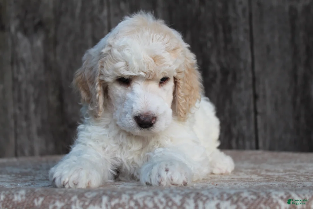 Standard Poodle dogs for sale: Canyon AKC Standard Poodle  - Ad 1
