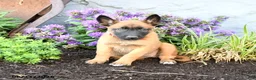 Belgian Malinois dogs for sale: Greta - Ad 3