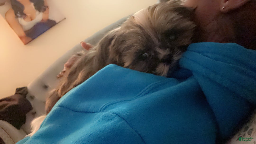 Shih Tzu dogs for sale: Shih Tzu Puppy 5 - Ad 3