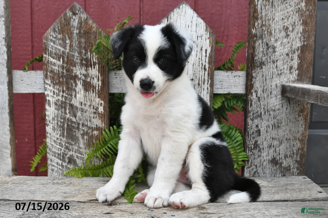 Border Collie dogs for sale: Duchess - Ad 2