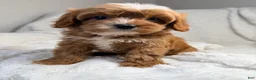 Cavapoo dogs for sale: Pluto-toy - Ad 7