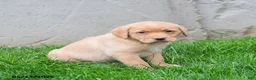 Labrador Retriever dogs for sale: Eliza  - Ad 4