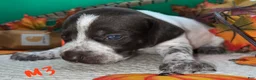 German Shorthaired Pointer dogs for sale: M1 - Ad 17