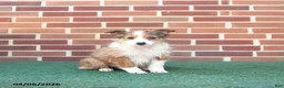 Sheltiedoodle dogs for sale: Petunia - Ad 2