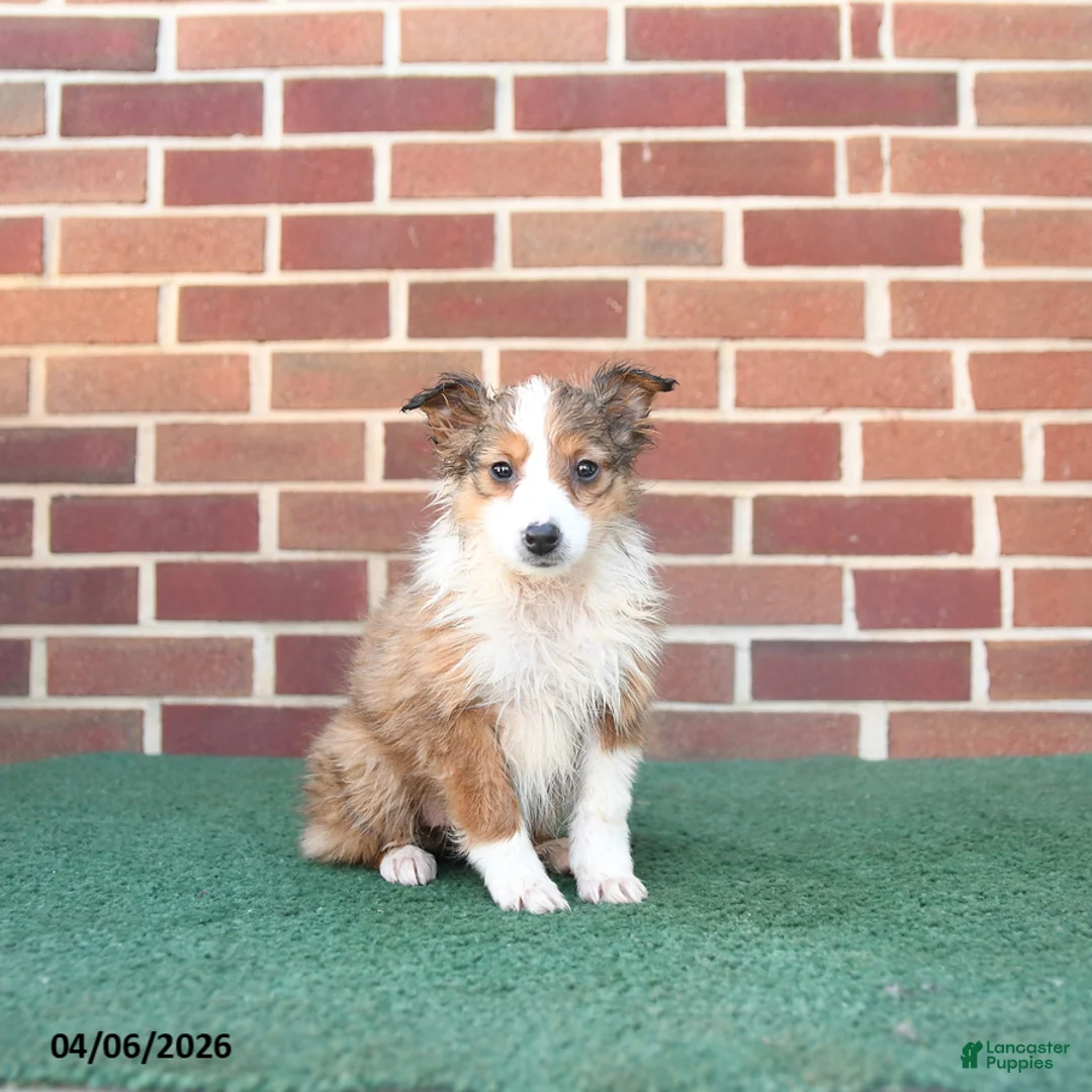 Sheltiedoodle dogs for sale: Petunia - Ad 2