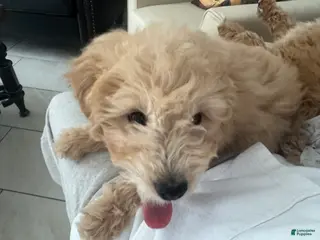 Mini Goldendoodle dogs Mini Goldendoodle Puppy 1 - Ad 3