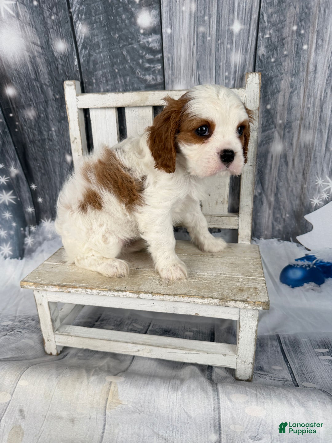 Cavalier King Charles Spaniel dogs for sale: Lucy - Ad 4