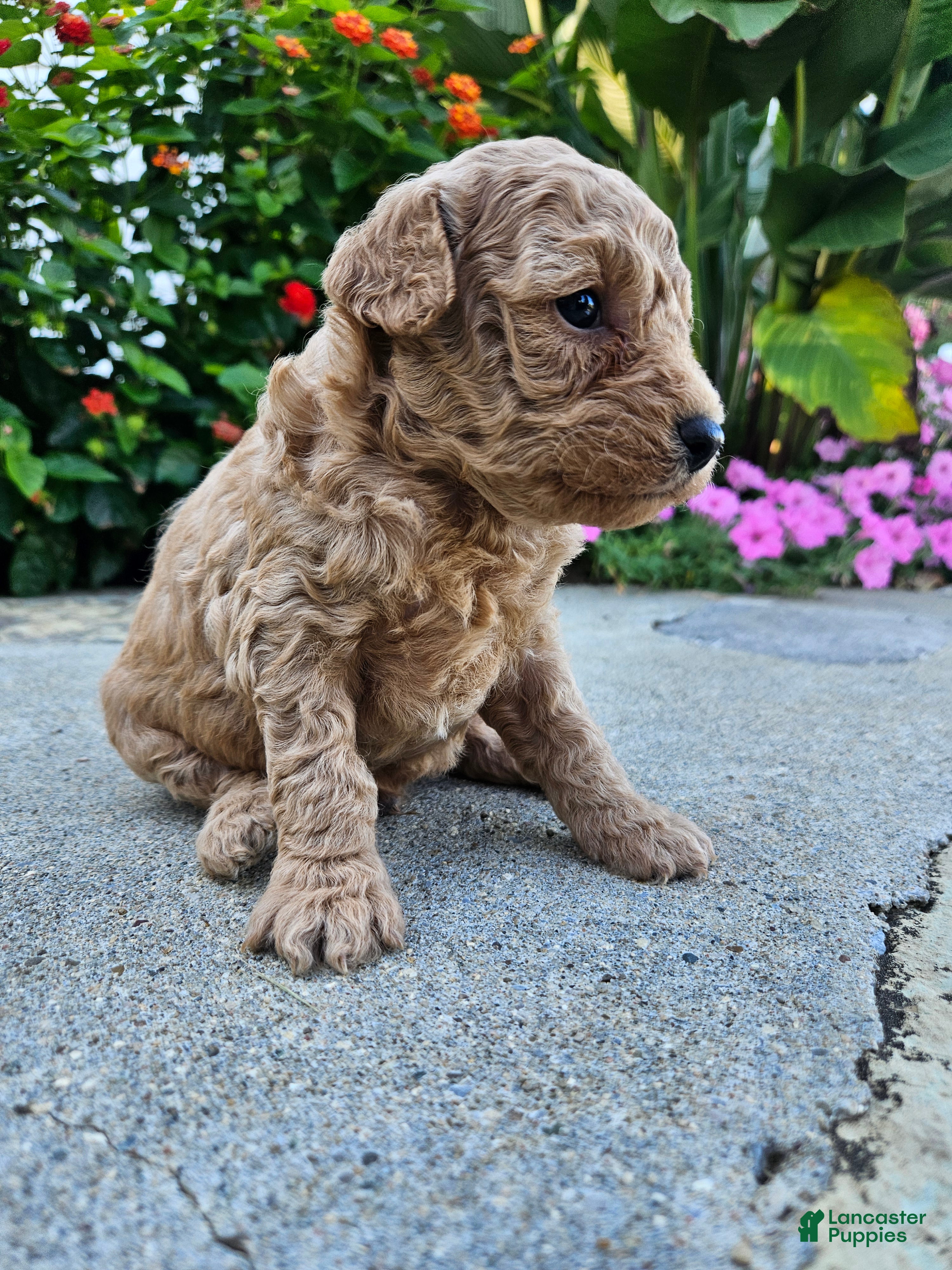 Bichpoo dogs Waffle - Ad 10