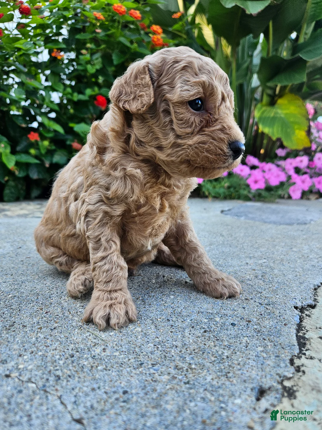 Bichpoo dogs for sale: Waffle - Ad 1