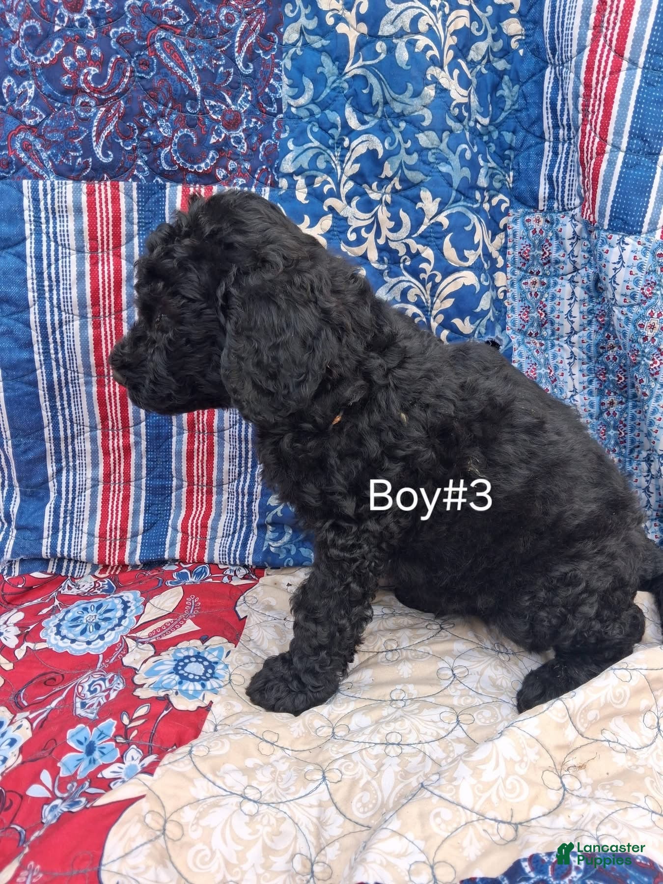 Labradoodle dogs Labradoodle 3 - Ad 32