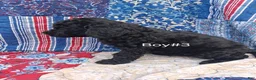 Labradoodle dogs for sale: Labradoodle 3 - Ad 1