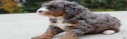 Mini Bernedoodle dogs for sale: Autumn  - Ad 3