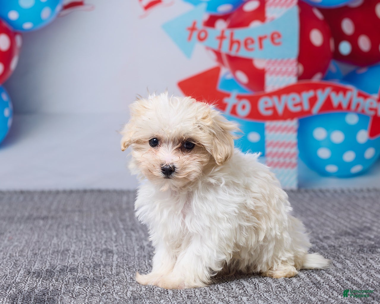 Maltipoo dogs Heidi - Ad 2