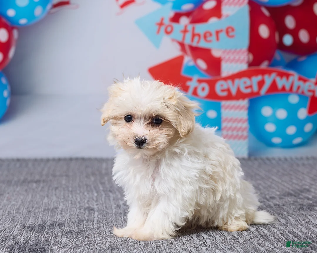 Maltipoo dogs for sale: Heidi - Ad 2