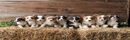 Welsh Corgi Pembroke dogs for sale: Sadie - Ad 3