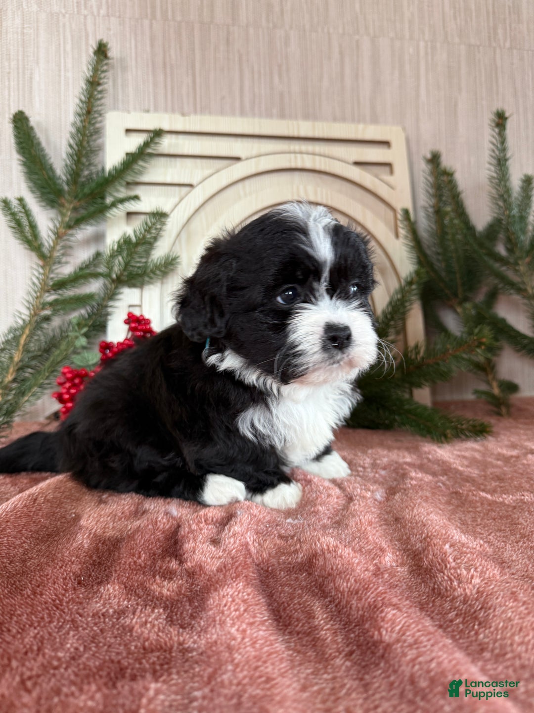 Teddy Bear dogs for sale: Sammy - Ad 11