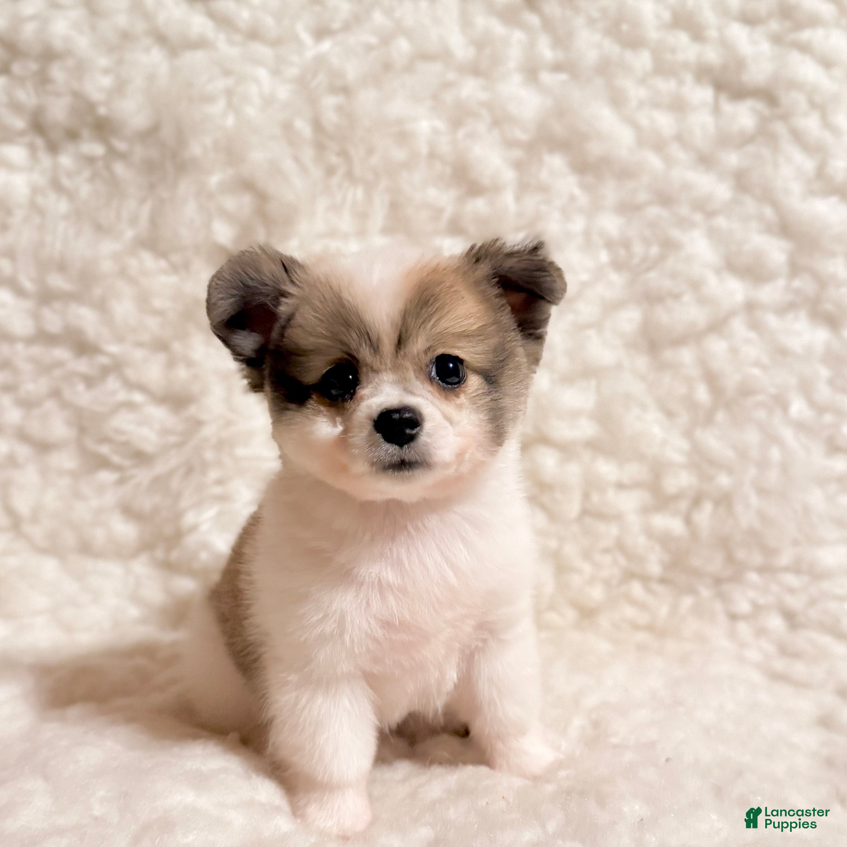 Pomapoo dogs Jasper teacup Pompoo - Ad 2