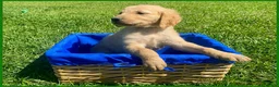 Golden Retriever dogs for sale: Golden Retriever Puppy 3 - Ad 1