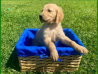 Golden Retriever dogs for sale: Golden Retriever Puppy 3 - Ad 4