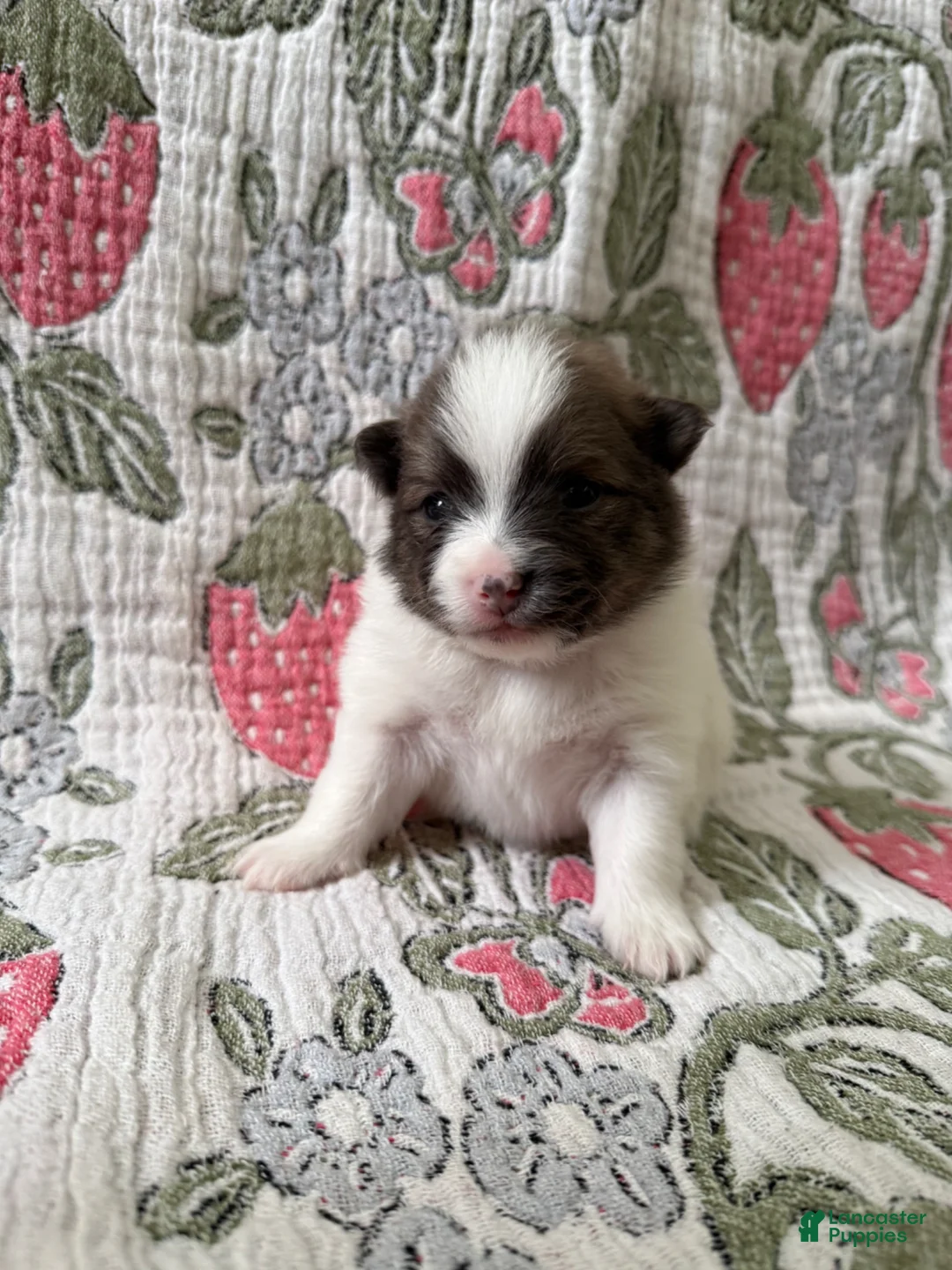 Pomeranian dogs for sale: Bucky - Ad 2