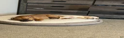 Labrador Retriever dogs for sale: Labrador Retriever 1 - Ad 4