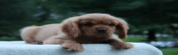 Cavalier King Charles Spaniel dogs for sale: Teddy - Ad 5