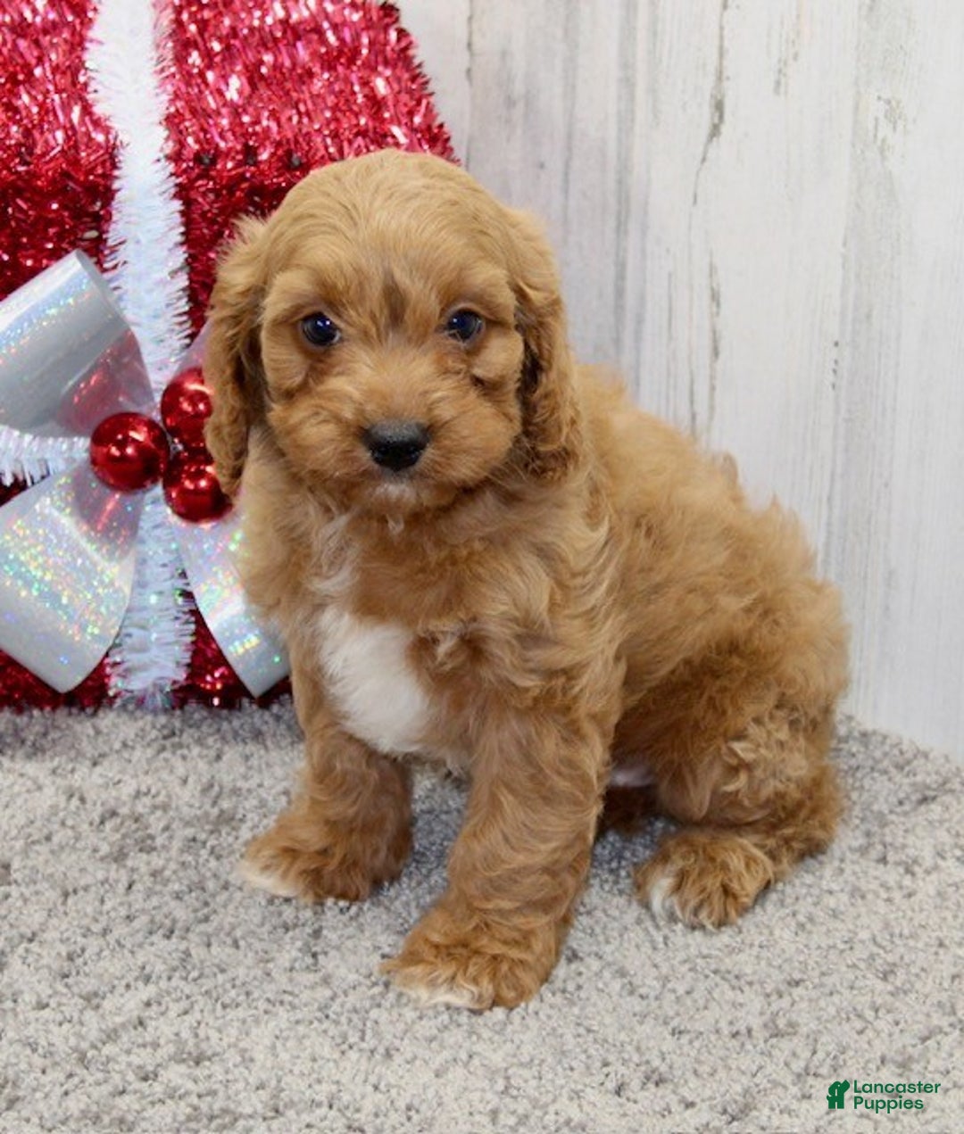 Cavapoo dogs for sale: Charlie - Ad 7