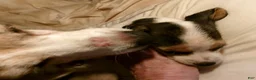 Beagle dogs for sale: Beagle 4 - Ad 1
