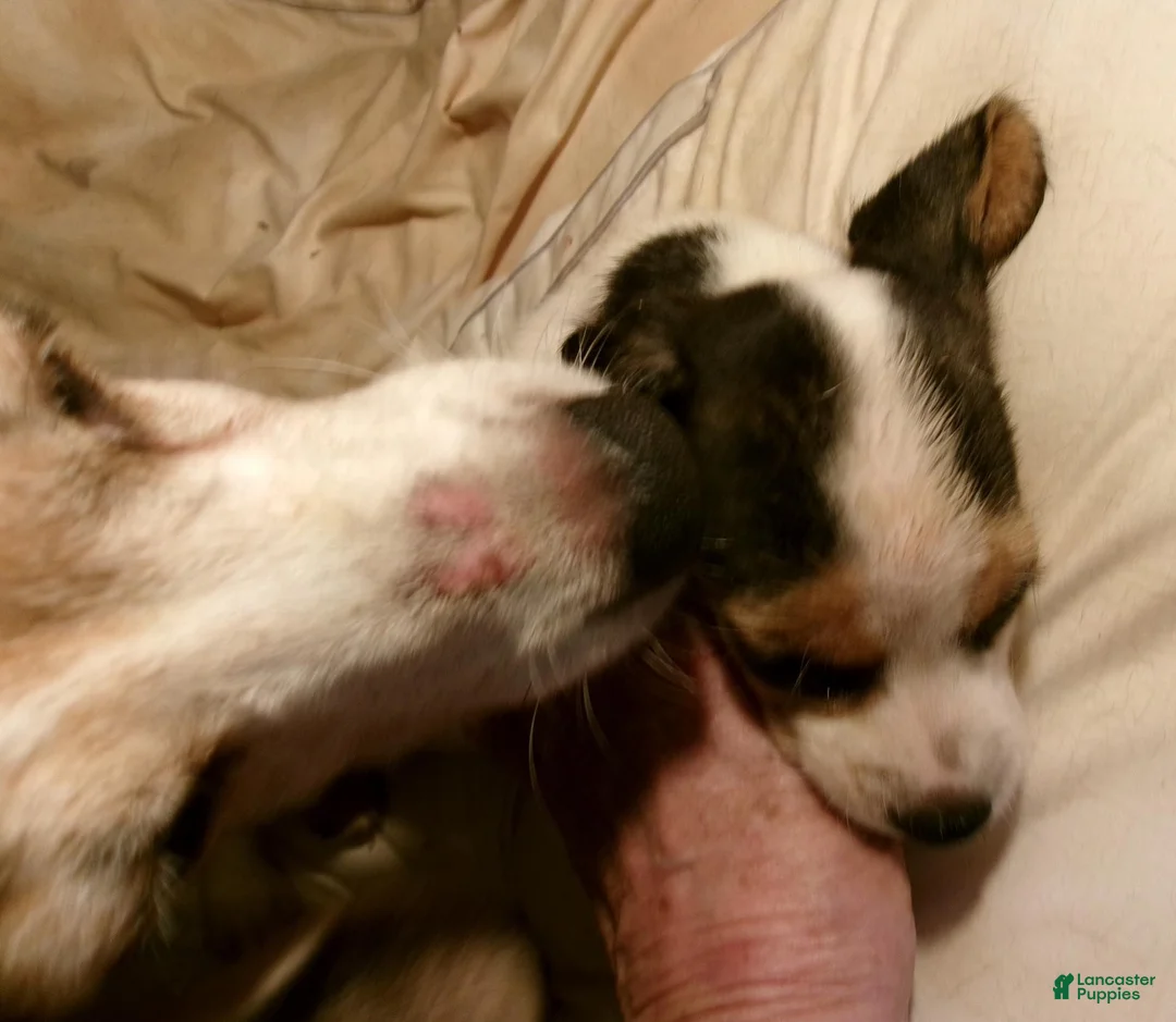Beagle dogs for sale: Beagle 4 - Ad 1