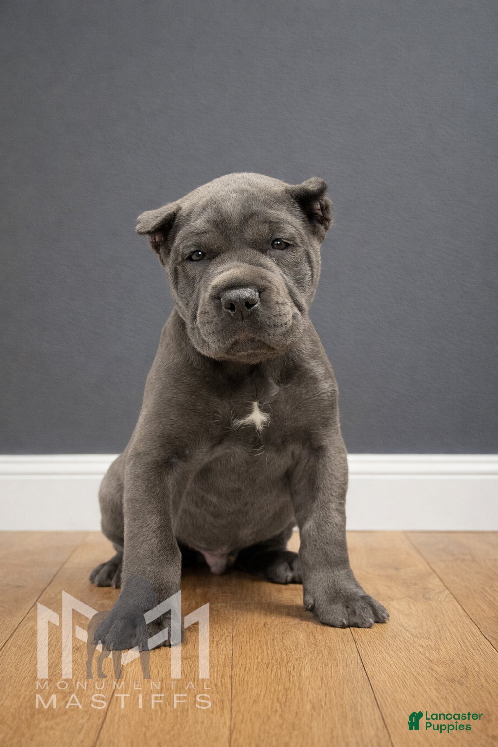 Mixed Breed dogs Grey Collar Male - Ad 6