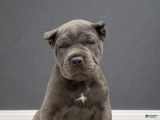 Mixed Breed dogs Grey Collar Male - Ad 6