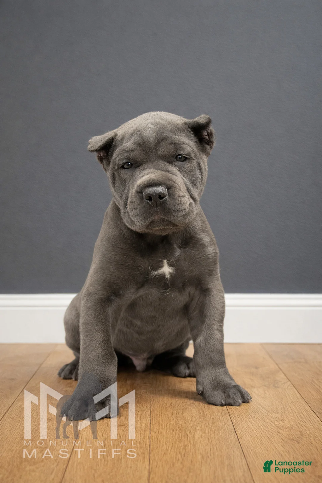 Mixed Breed dogs for sale: Grey Collar Male - Ad 1