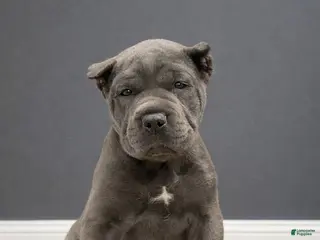 Mixed Breed dogs Grey Collar Male - Ad 8