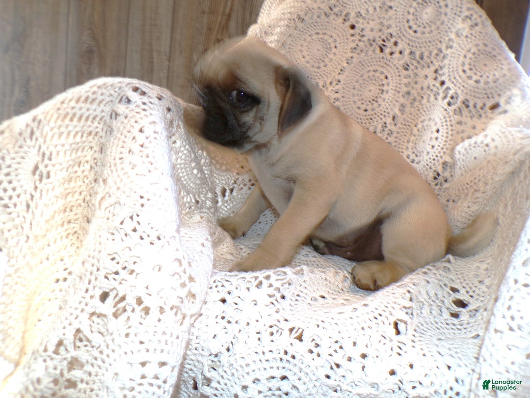 Pug dogs for sale: Pug Puppy 5 Peanut - Ad 3