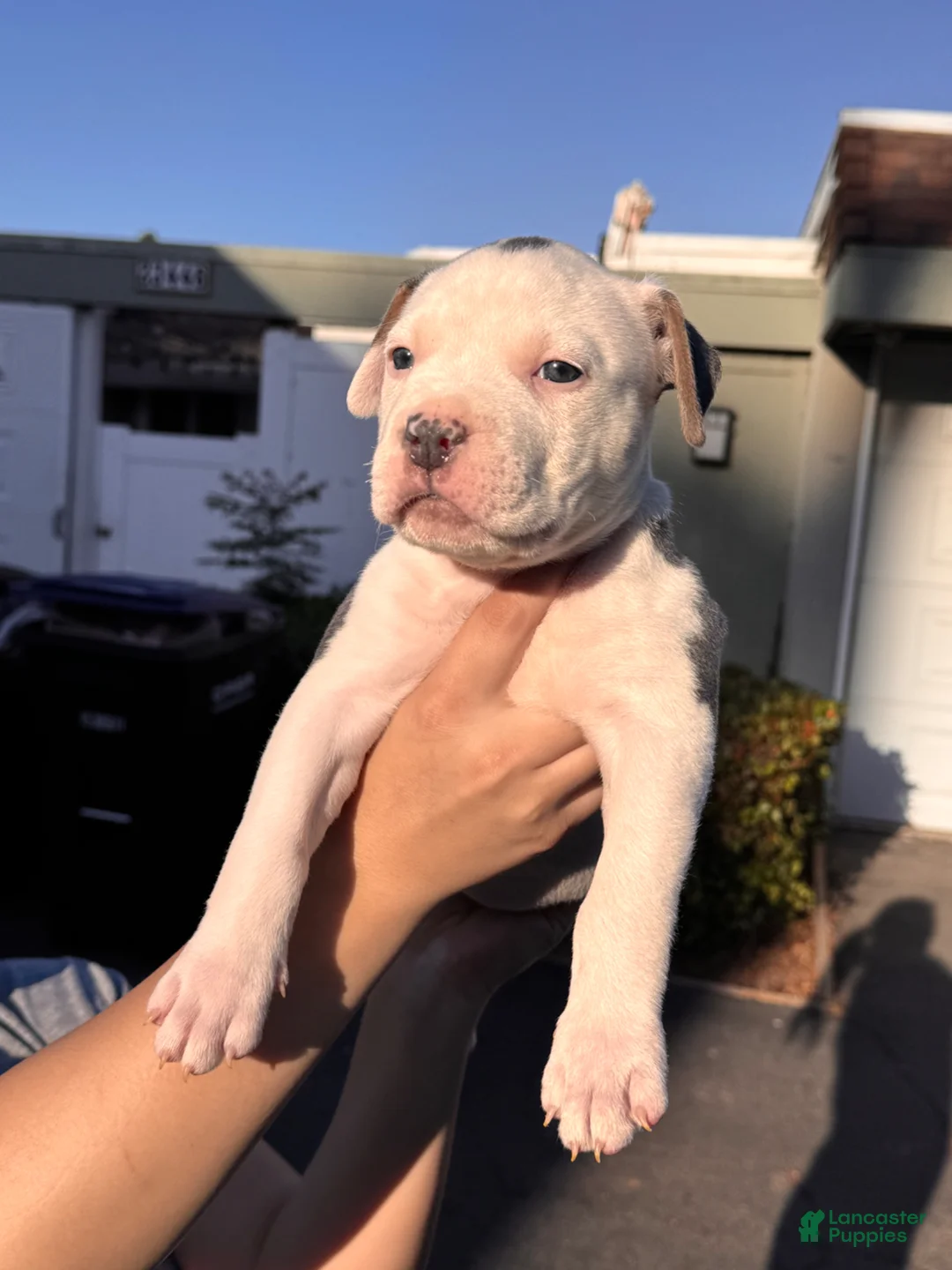 American Bully dogs for sale: American Bully Puppy 5 - Ad 2