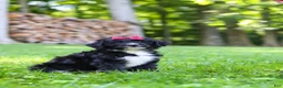 Bernedoodle dogs for sale: Pumpkin - Ad 6