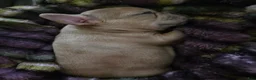 French Bulldog dogs for sale: Scrappie - Ad 5