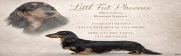 Dachshund dogs for sale: Import - Ad 23