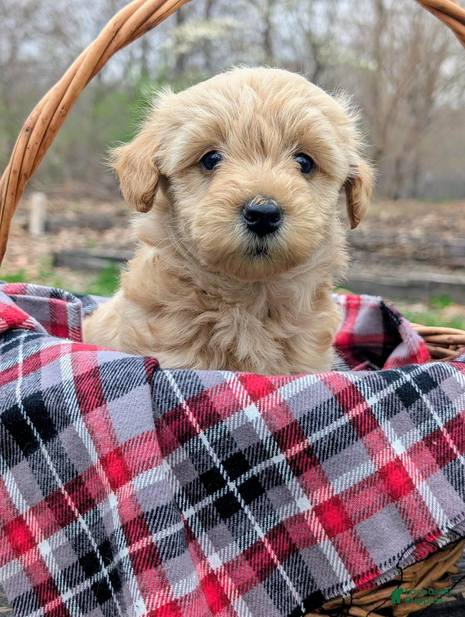 Mixed Breed dogs Hazel - Ad 2