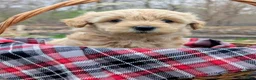 Mixed Breed dogs for sale: Hazel - Ad 2