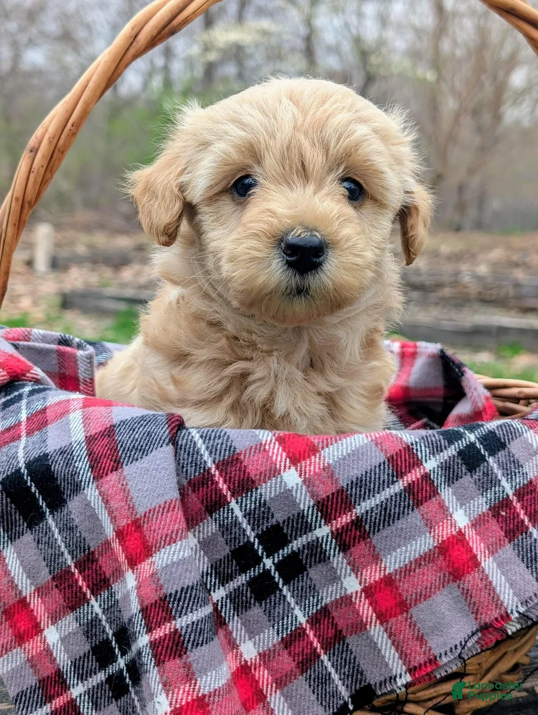 Mixed Breed dogs for sale: Hazel - Ad 2