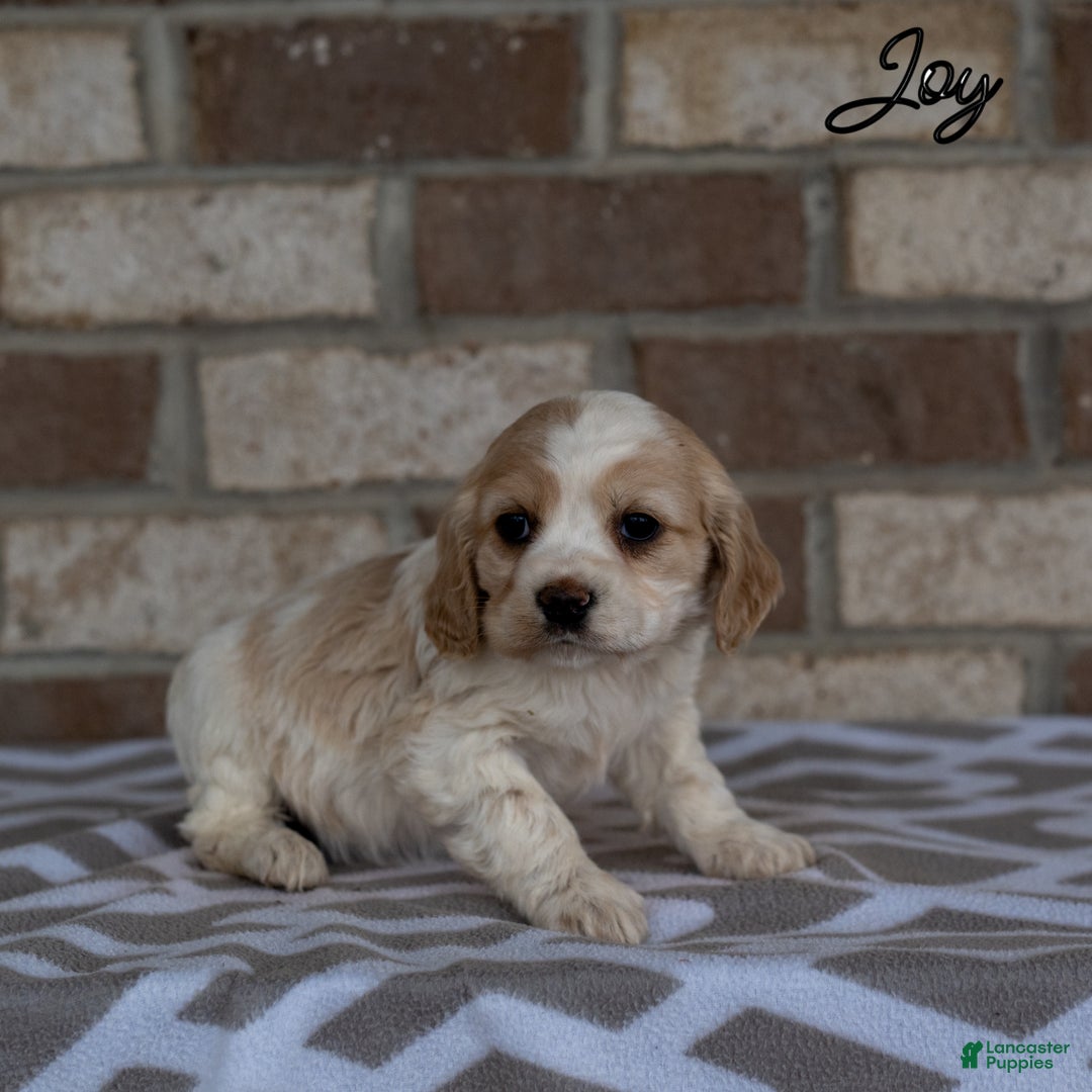Cocker Spaniel dogs for sale: Joy - Ad 3