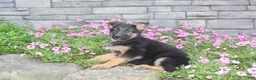 German Shepherd dogs for sale: Avery - Ad 7