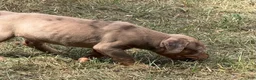 Catahoula Leopard Dog dogs for sale: Cledus - Ad 5
