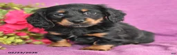 Dachshund dogs for sale: Cody - Ad 2