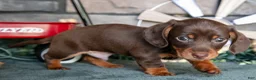 Miniature Dachshund dogs for sale: Jupiter - Ad 3