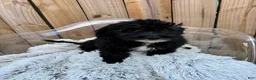 Mini Bernedoodle dogs for sale: Nico - Ad 7